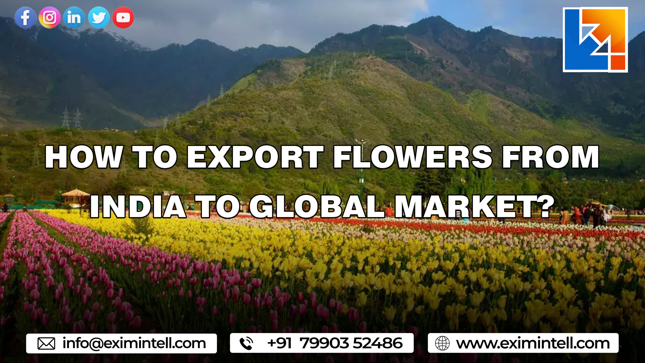 How to Export Flowers From India to Global Market?