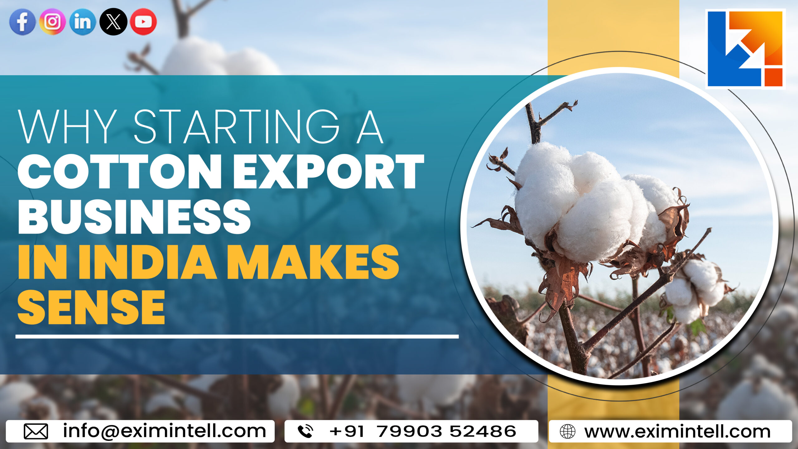 Why Starting a Cotton Export Business in India Makes Sense